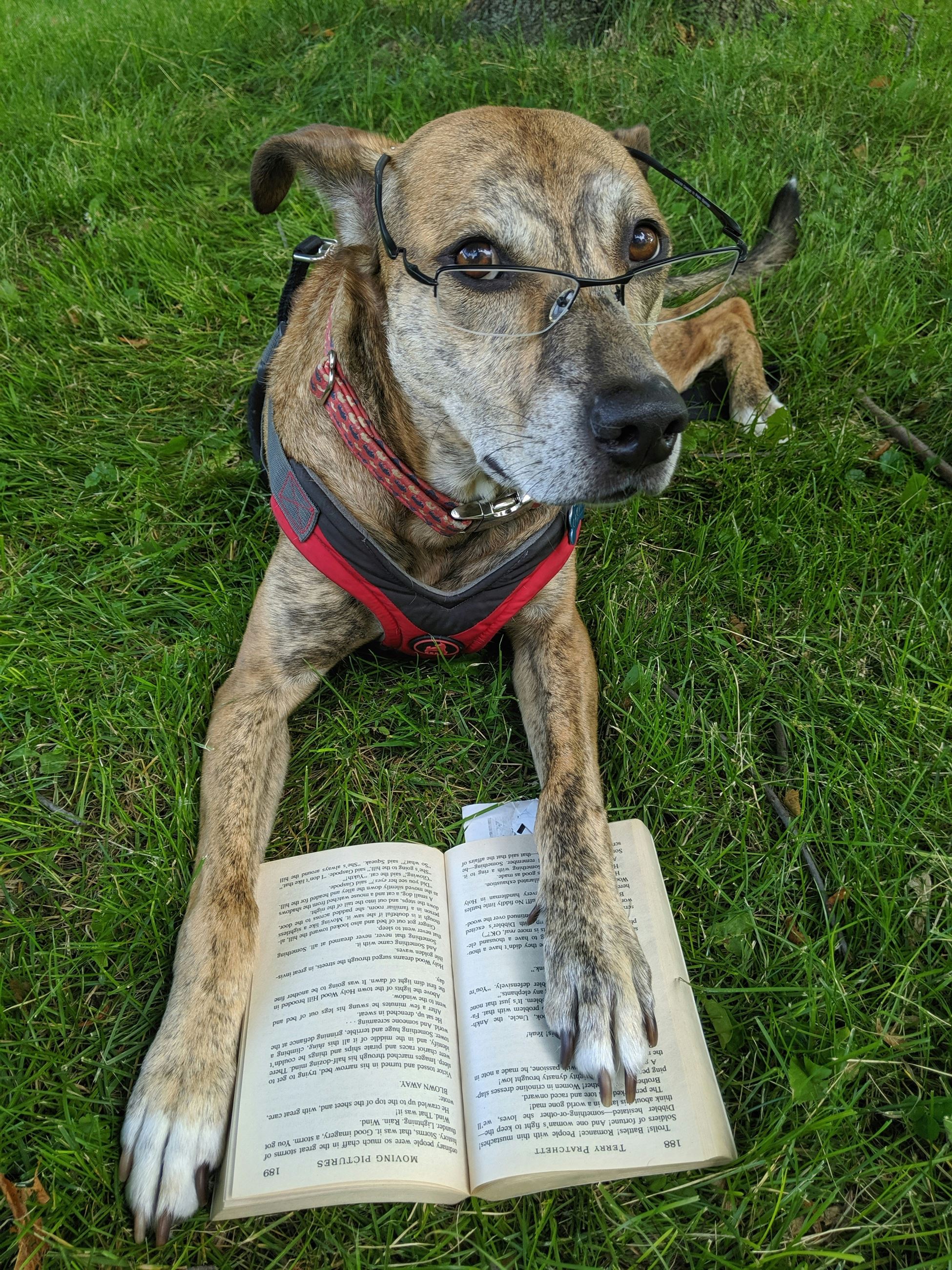 dog with book